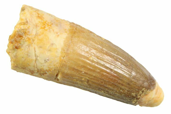 Juvenile Fossil Spinosaurus Tooth - Real Dinosaur Tooth #354830